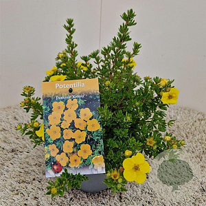 Potentilla f. 'Kobold' 30-35 cm 2,0L