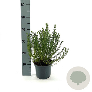 Prostanthera cuneata 20-30 cm 2,0L