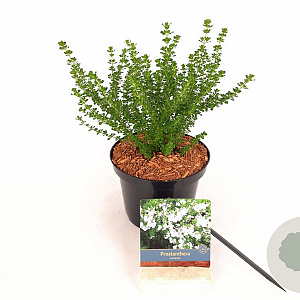 Prostanthera cuneata 40-60 cm 2,0L