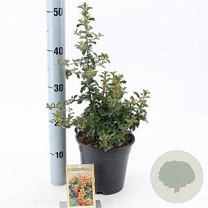 Pyracantha 'Teton' 30-40 cm 2,0L