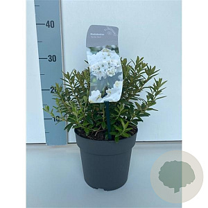 Rhododendron 'Arctic Tern' 20-25 cm 2,0L