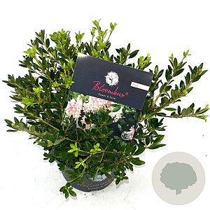 Rhododendron Bloombux Magenta 30-40 cm 5,0L