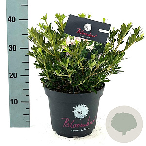 Rhododendron Bloombux 30-40 cm 5,0L