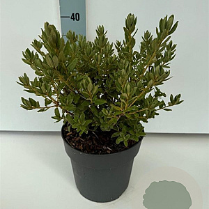 Rhododendron 'Blue Silver' 30-40 cm 4,0L