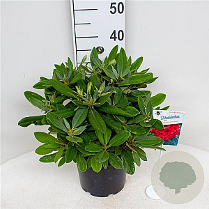 Rhododendron (Y) 'Dopey' 30-40 cm 5,0L