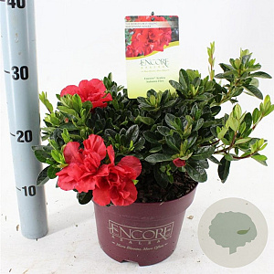 Rhododendron Encore Autumn Fire 25-30 cm 3,0L