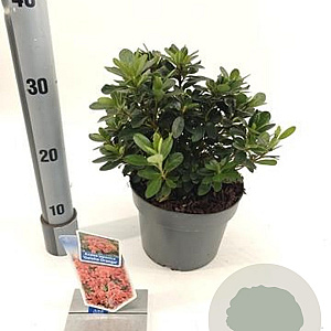 Rhododendron (AJ) Geisha Orange 20-25 cm 3,0L