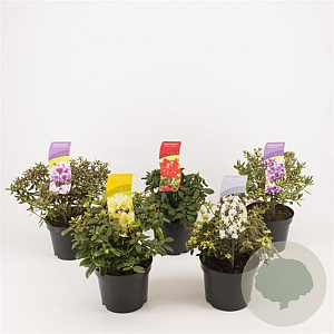 Rhododendron Gemengd 20-25 cm 2,0L