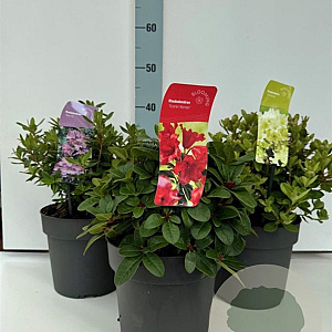 Rhododendron Gemengd 25-30 cm 4,0L