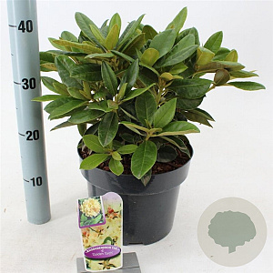 Rhododendron (Y) 'Golden Torch' 30-40 cm 5,0L