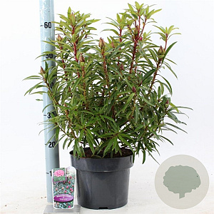Rhododendron (AP) 'Graziella' 30-40 cm 5,0L