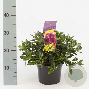 Rhododendron (AJ) 'Königstein' 20-25 cm 2,0L