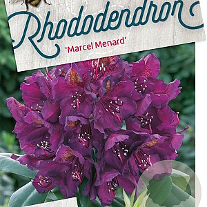 Rhododendron 'Marcel Menard' 60-80 cm 20L