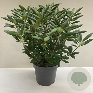 Rhododendron 'Roseum Elegans' 60-80 cm 12L