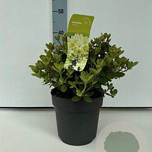 Rhododendron 'Shamrock' 25-30 cm 4,0L