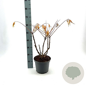 Rhus typhina Tiger Eyes 30-40 cm 5,0L