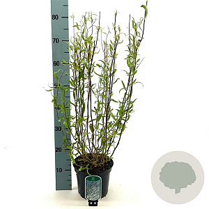 Salix babylonica 'Tortuosa' 30-40 cm 3,0L