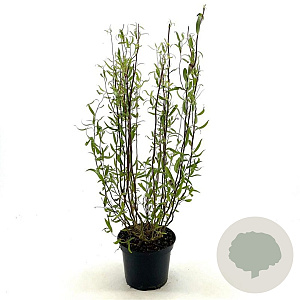 Salix babylonica 'Tortuosa' 30-40 cm 3,0L