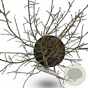 Salix helvetica 40-60 cm 12L