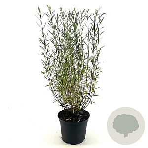 Salix purpurea 'Nana' 30-40 cm 3,0L
