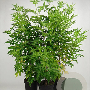 Sambucus nigra 100-125 cm 7,5L solitair