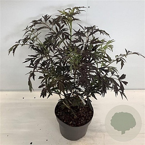 Sambucus nigra Black Lace 50-60 cm 4,0L