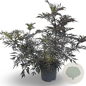 Sambucus nigra Black Lace 80-100 cm 12L