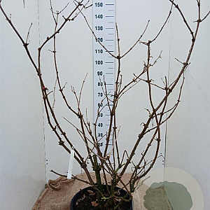 Sambucus nigra Black Lace 125-150 cm 35L najaarspotting