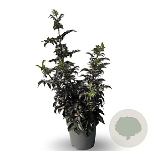 Sambucus nigra Black Tower 80-100 cm 12L