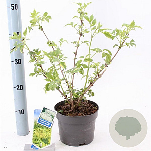 Sambucus nigra Gold Spark 30-40 cm 2,0L
