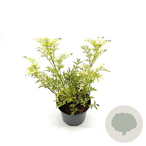 Sambucus nigra Golden Tower 30-40 cm 3,0L