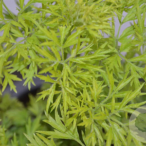 Sambucus nigra Golden Tower 30-40 cm 3,0L