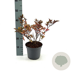Sambucus nigra 'Thundercloud' 30-40 cm 3,0L