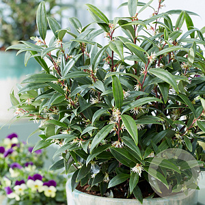 Sarcococca hookeriana 20-25 cm 3,0L