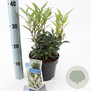 Sarcococca h. Purple Gem 20-25 cm 2,0L