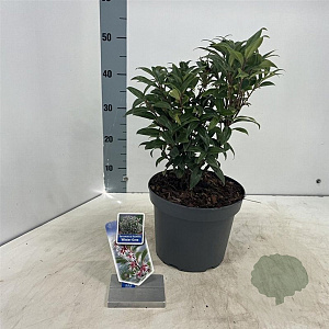 Sarcococca h. Winter Gem 30-40 cm 5,0L