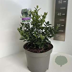 Sarcococca ruscifolia 25-30 cm 5,0L