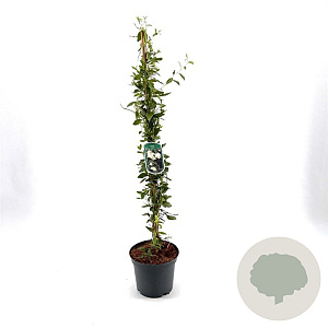 Sollya heterophylla 60-80 cm 3,0L