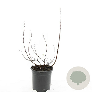 Spiraea betulifolia 'Tor' GM 1.5