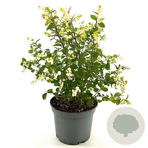 Symphoricarpos Magical Galaxy 40-50 cm 3,0L
