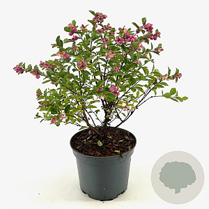 Symphoricarpos Magical Temptation 40-45 cm 3,0L