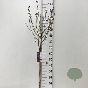 Syringa Dark Purple 60 cm stam 5,0L