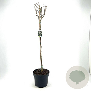 Syringa josikaea 80 cm stam 10L bol