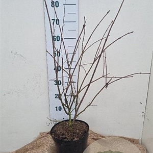 Syringa prestoniae 80-100 cm 7,5L