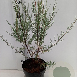 Tamarix 'Hulsdonk White' 40-50 cm 3,0L