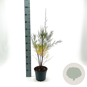 Tamarix 'Hulsdonk White' 40-50 cm 3,0L