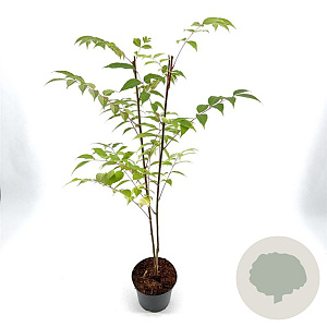 Tetradium daniellii 40-50 cm 3,0L