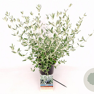 Teucrium fruticans 'Azureum' 30-40 cm 3,0L