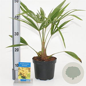 Trachycarpus fortunei 25-30 cm 2,0L