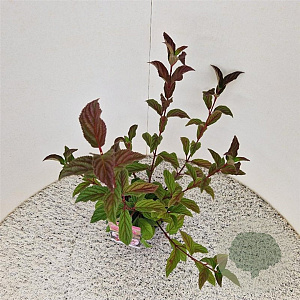 Viburnum bodn. 'Charles Lamont' 60-80 cm 2,5L